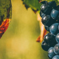 The Most Popular Wine Grapes Around the World